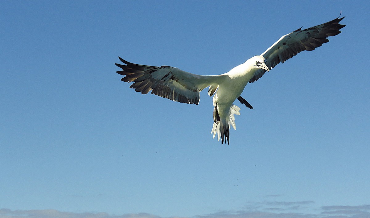 Northern Gannet - ML646701152