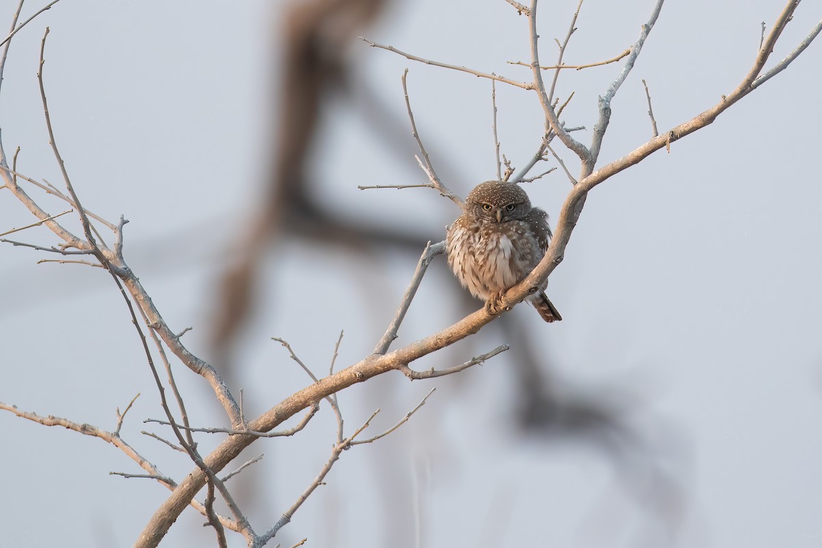 Сичик-горобець савановий - ML646701153