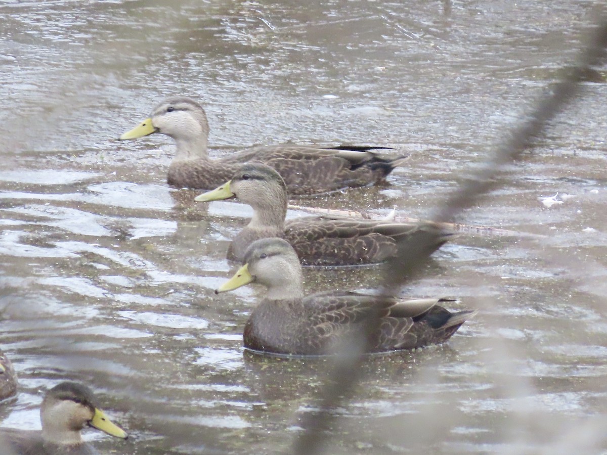 American Black Duck - ML646701154