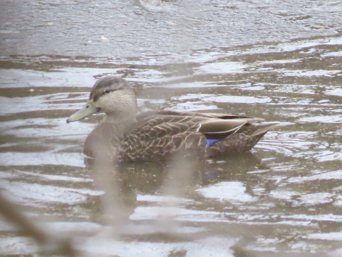 American Black Duck - ML646701155