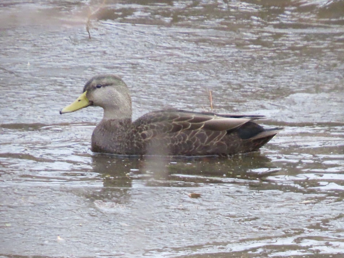 American Black Duck - ML646701159