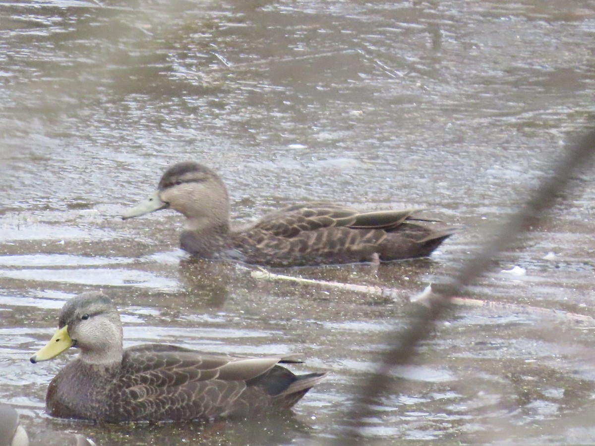 American Black Duck - ML646701160