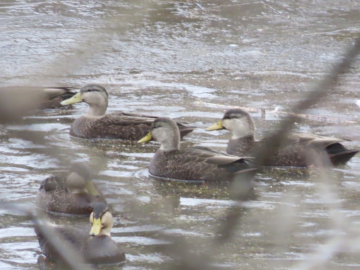 American Black Duck - ML646701162