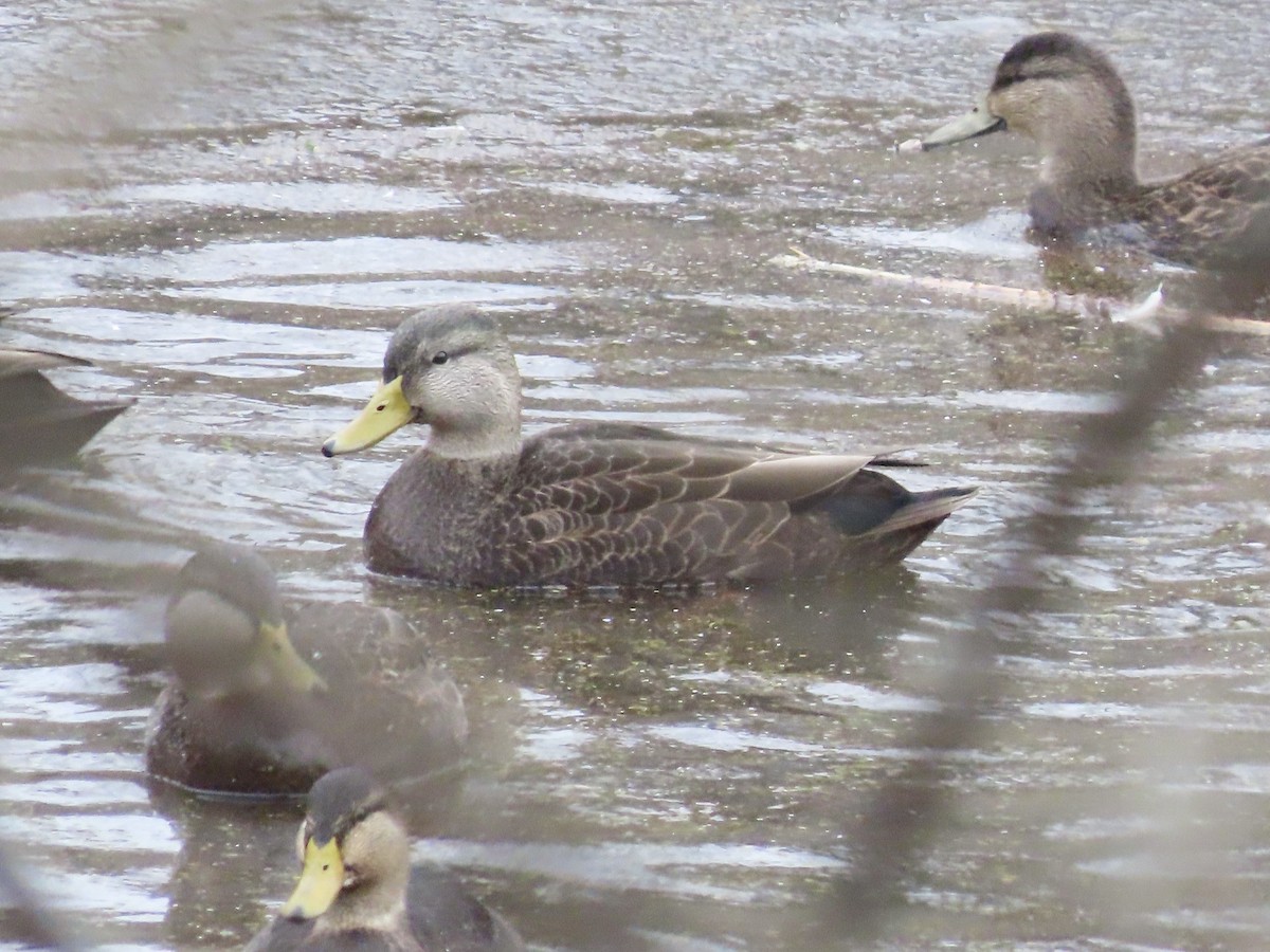 American Black Duck - ML646701163