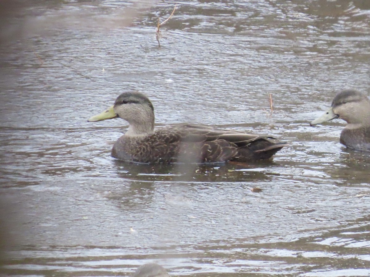 American Black Duck - ML646701164