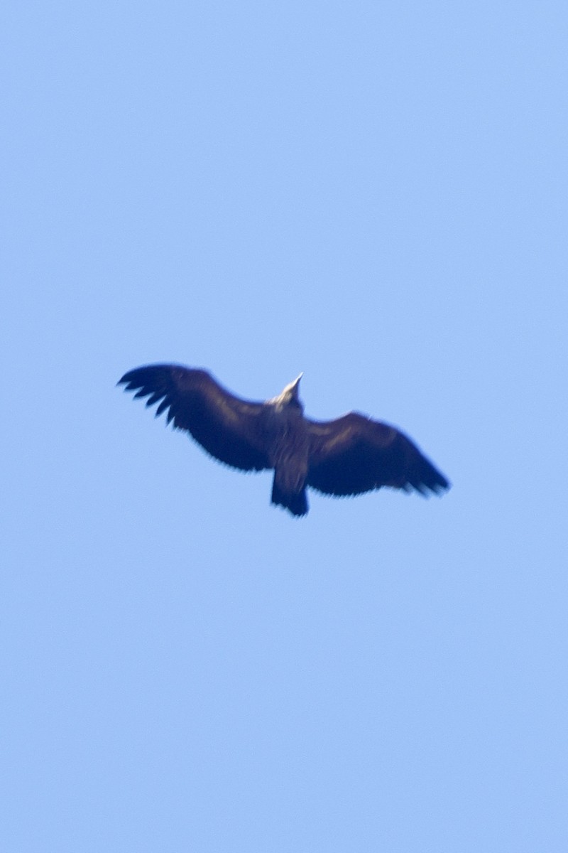 Himalayan Griffon - ML646701168