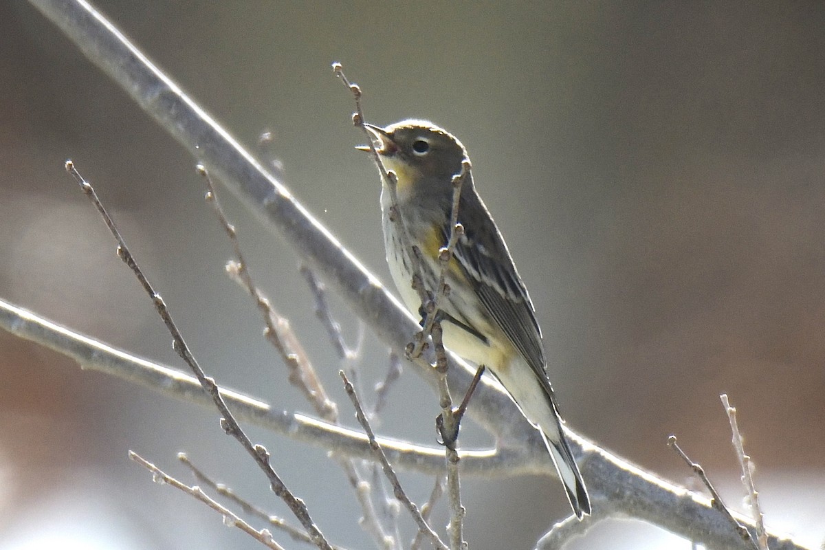 Yellow-rumped Warbler - ML646701171