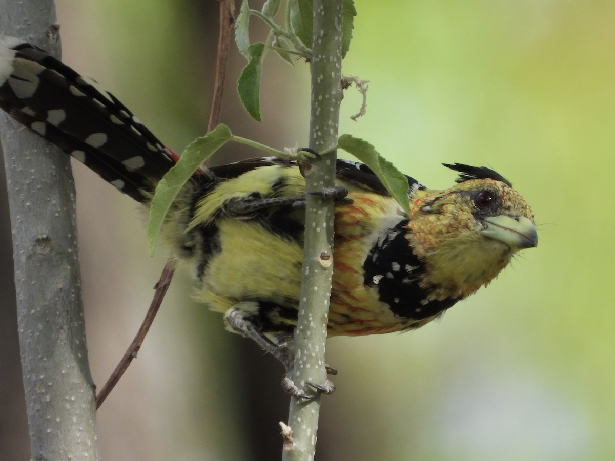 Barbican promépic - ML646701173