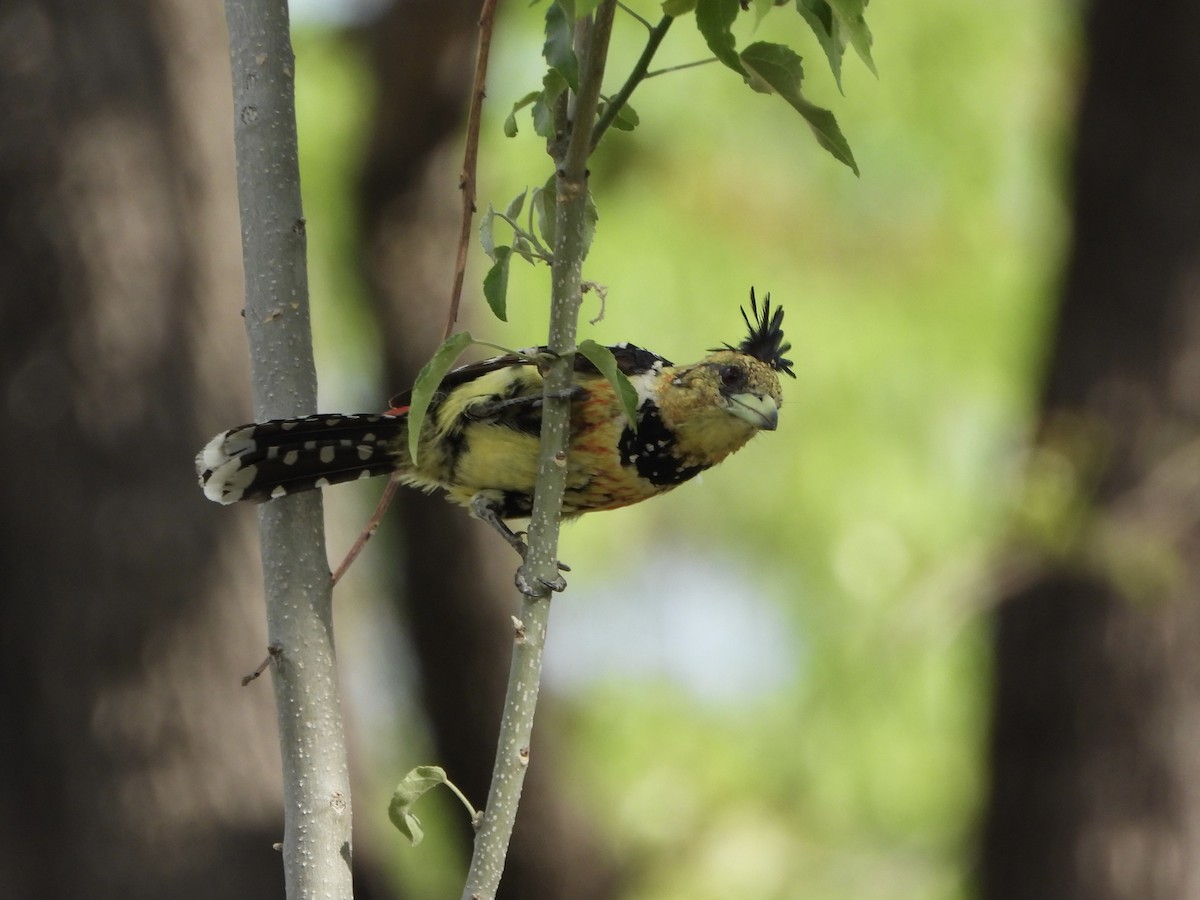 Barbican promépic - ML646701174