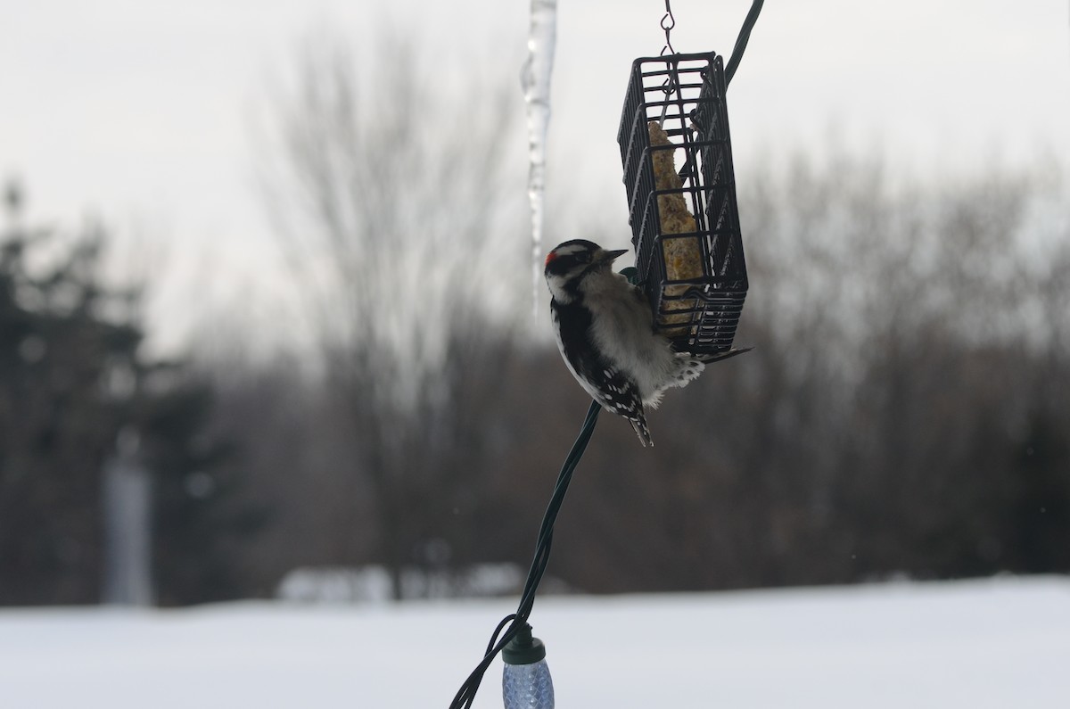 Downy Woodpecker - ML646701175