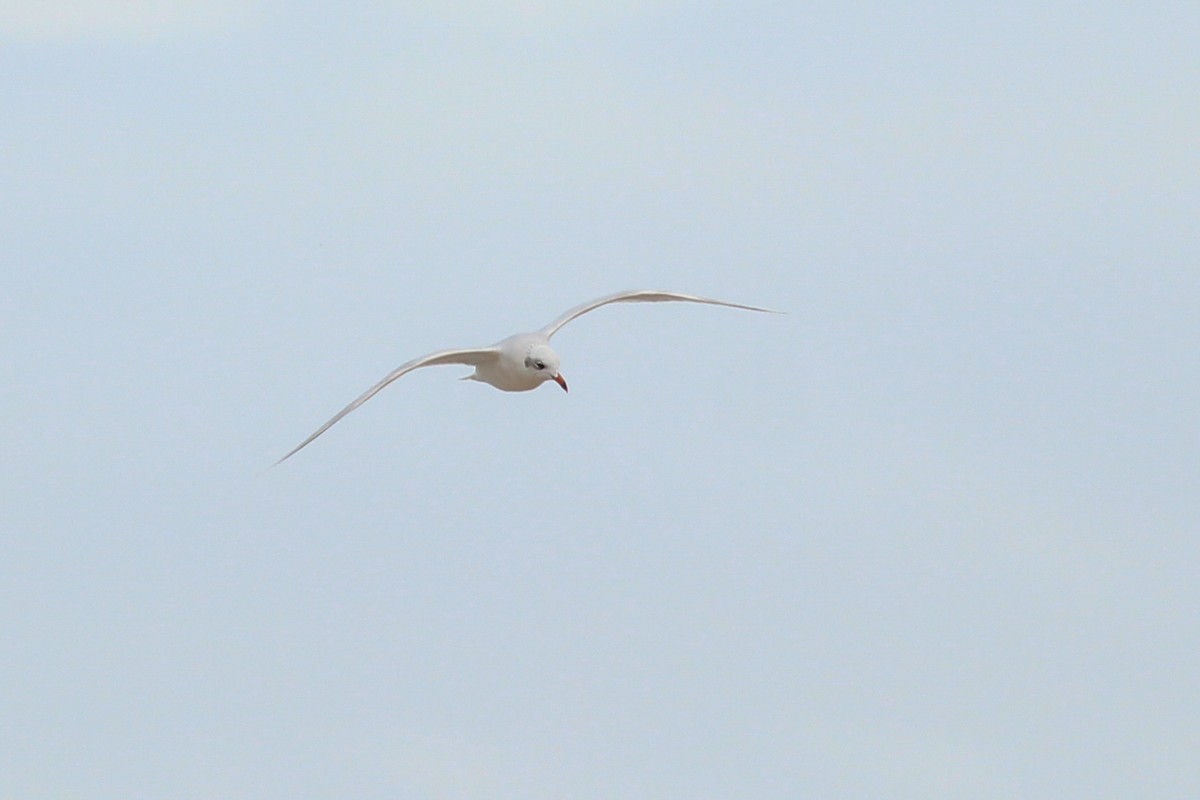 Mediterranean Gull - ML646701176