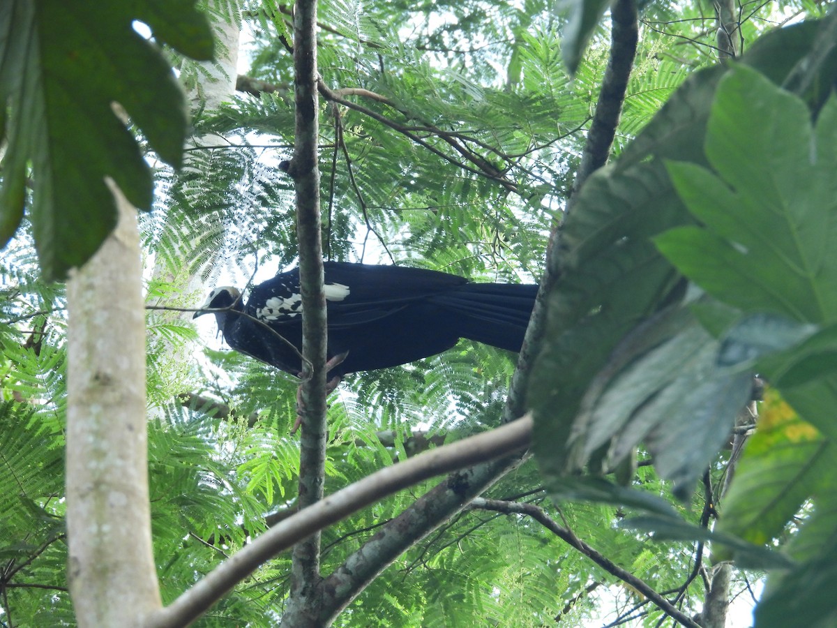 Blue-throated Piping-Guan - ML646701184