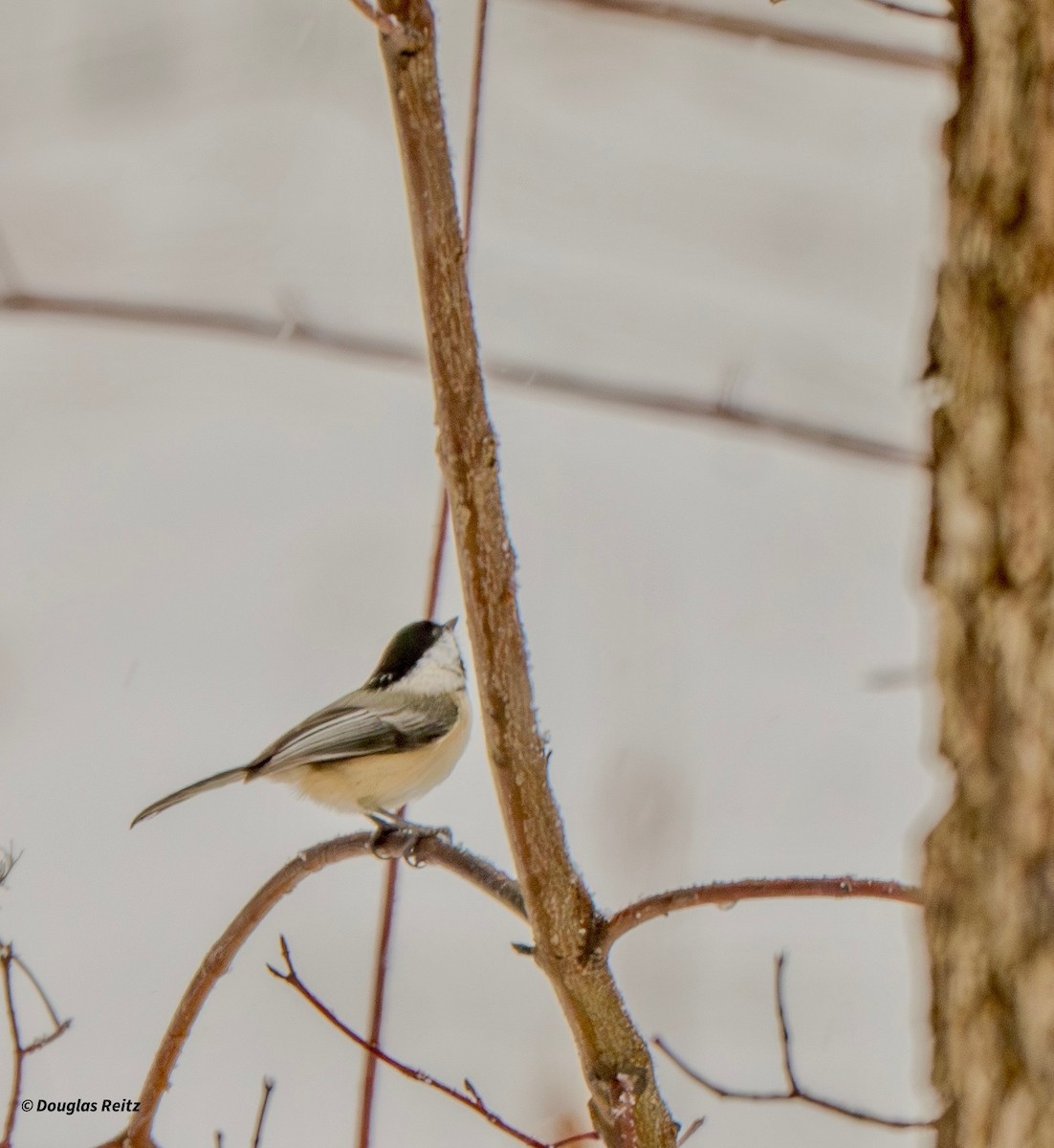 Black-capped Chickadee - ML646701186