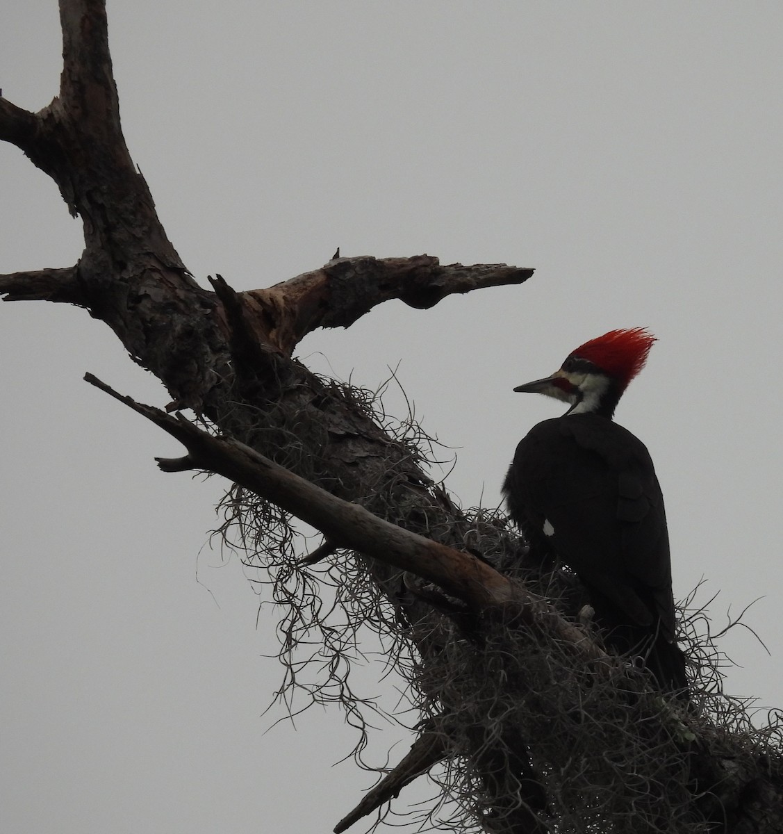 エボシクマゲラ - ML646701190