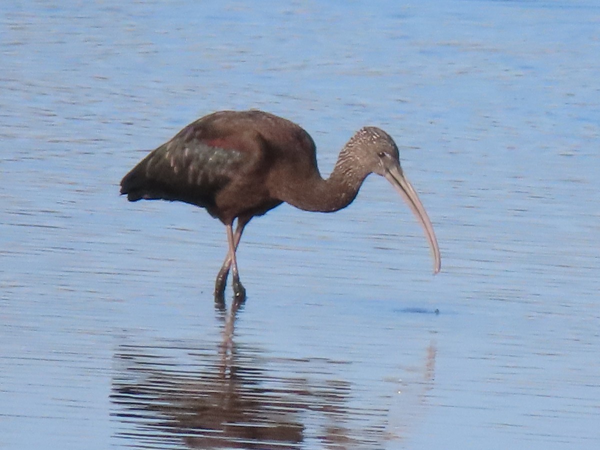 Sichler - ML646701193