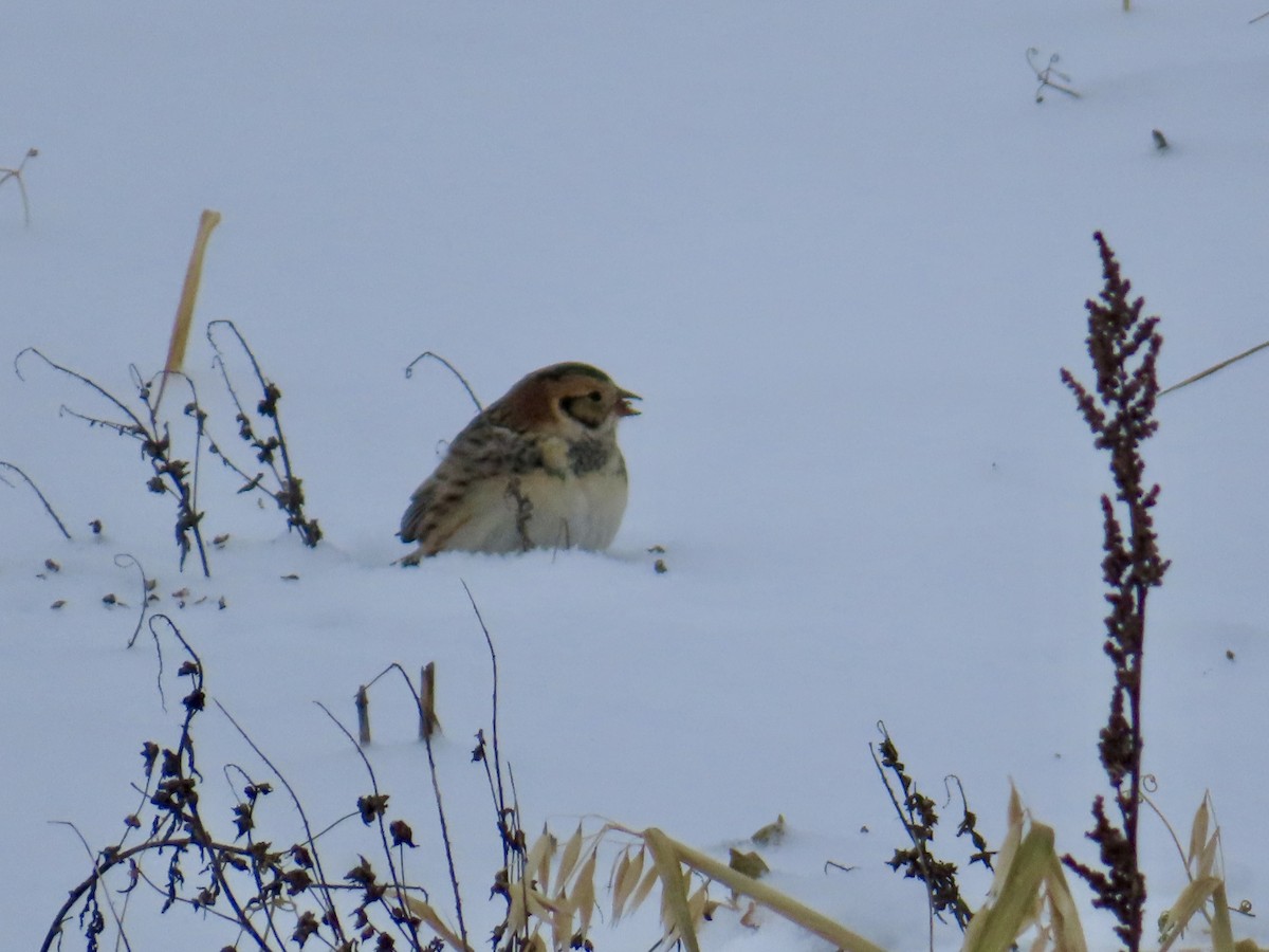 Lapland Longspur - ML646701195