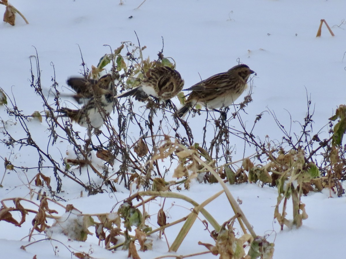 Lapland Longspur - ML646701196