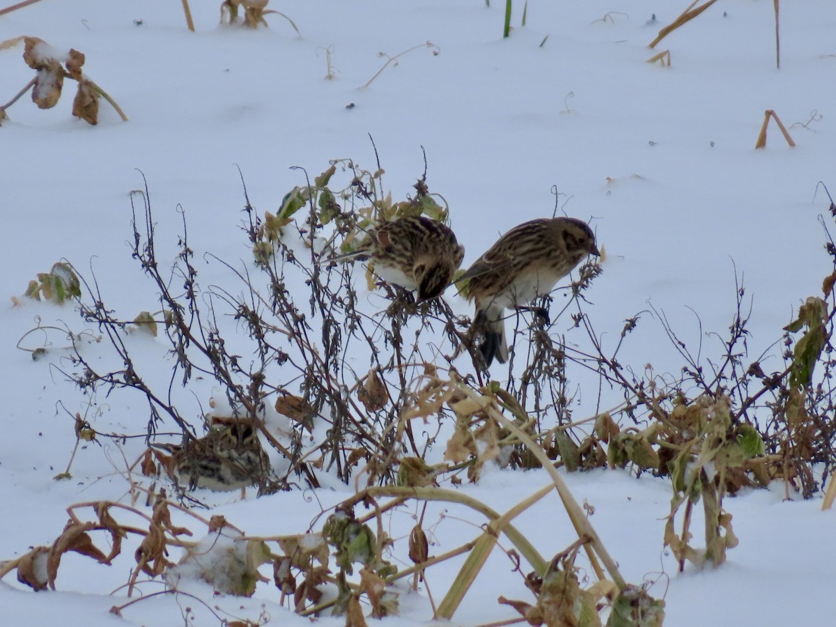 Lapland Longspur - ML646701197