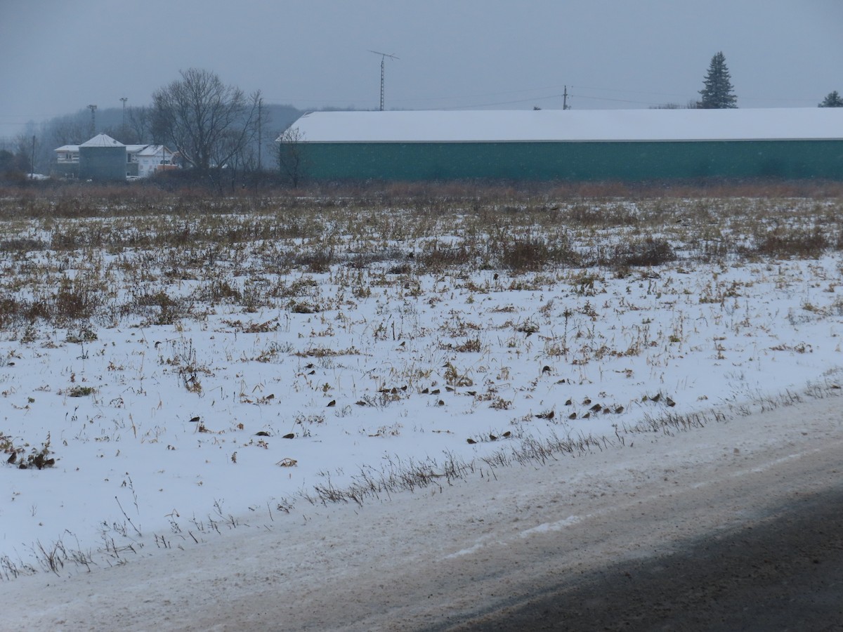 Lapland Longspur - ML646701198