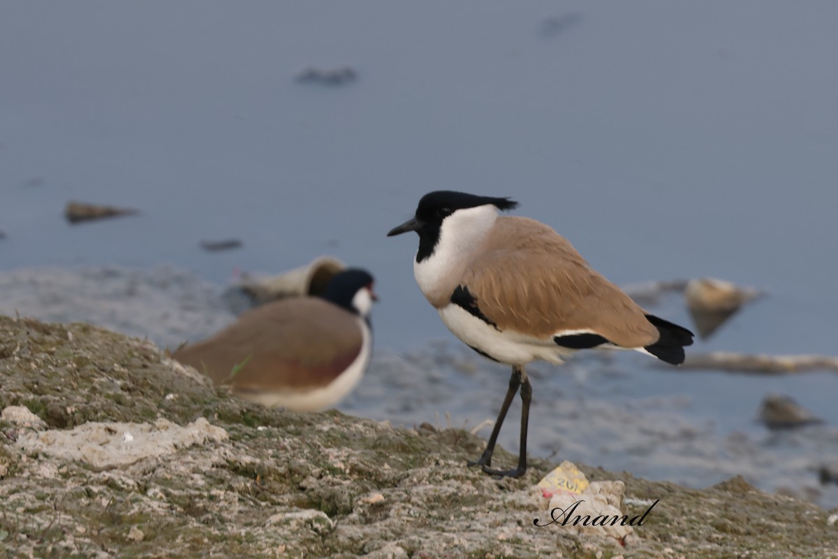 Vanneau pie - ML646701202