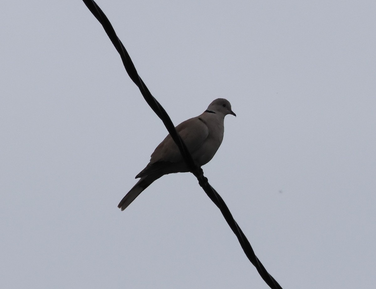 Буулгат хүүрзгэнэ - ML646701203