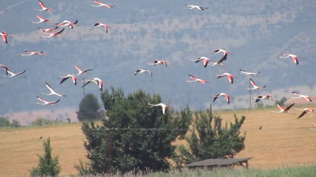 Flamant rose - ML646701205