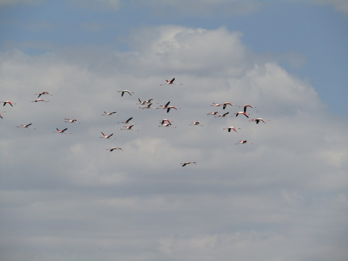 Flamant rose - ML646701208