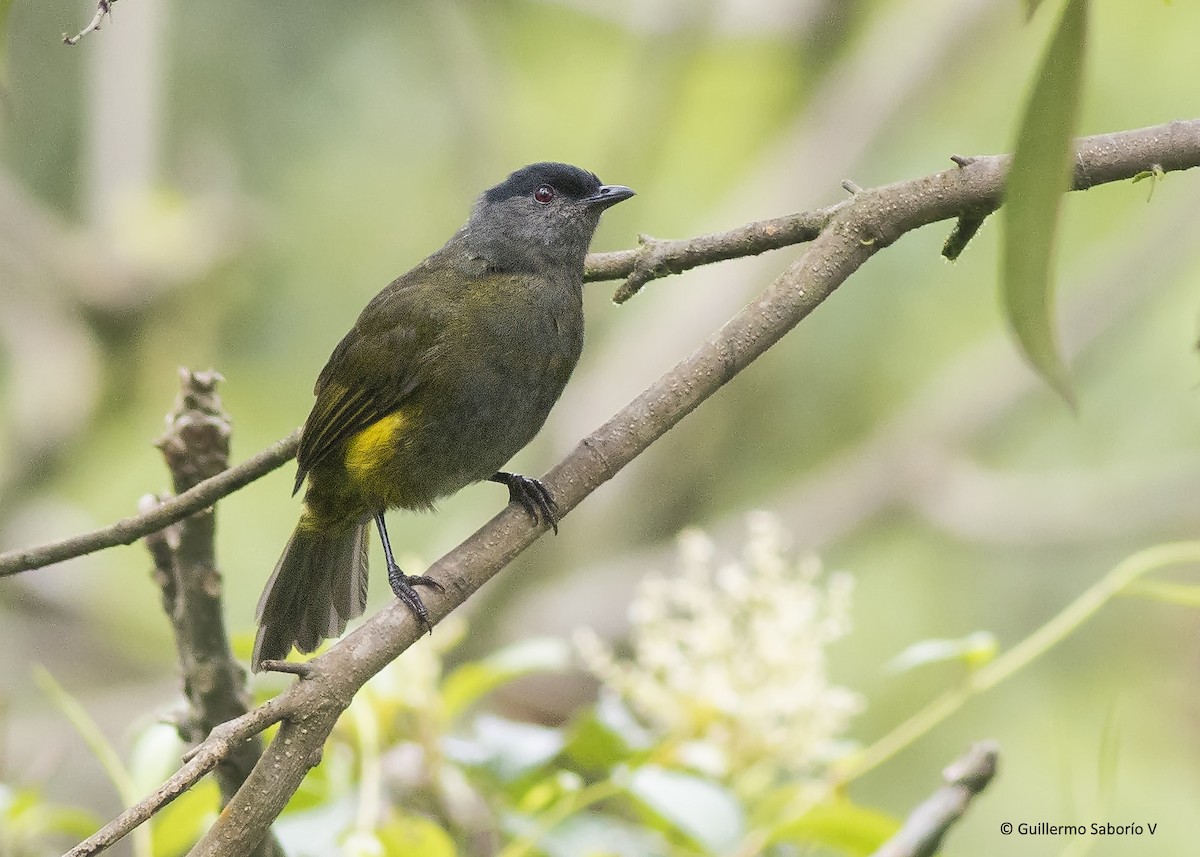 Black-and-yellow Silky-flycatcher - Guillermo  Saborío Vega