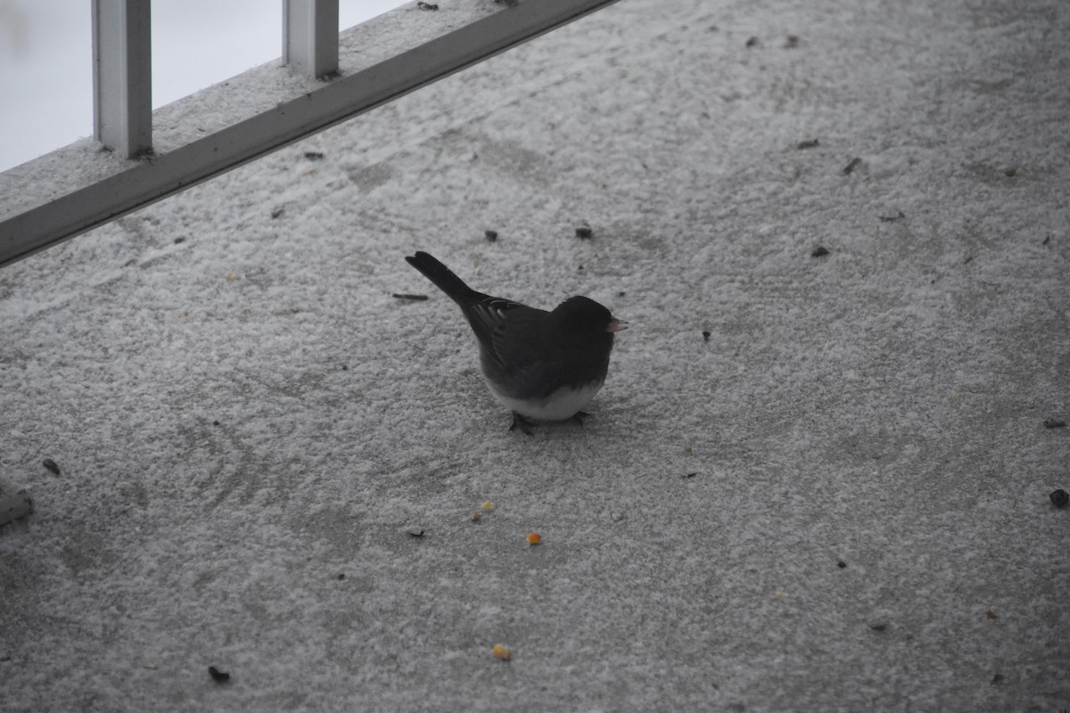 Dark-eyed Junco - ML646701210