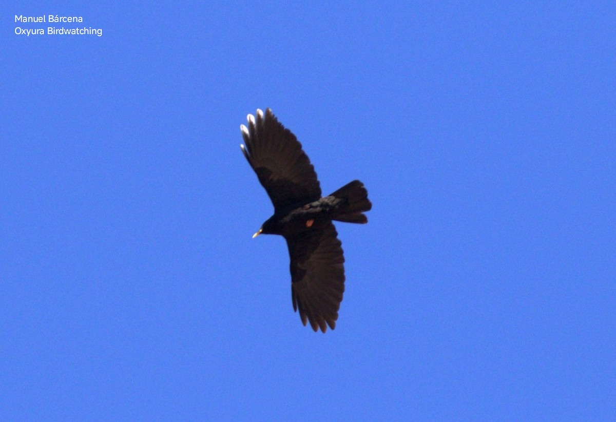 Yellow-billed Chough - ML646701211