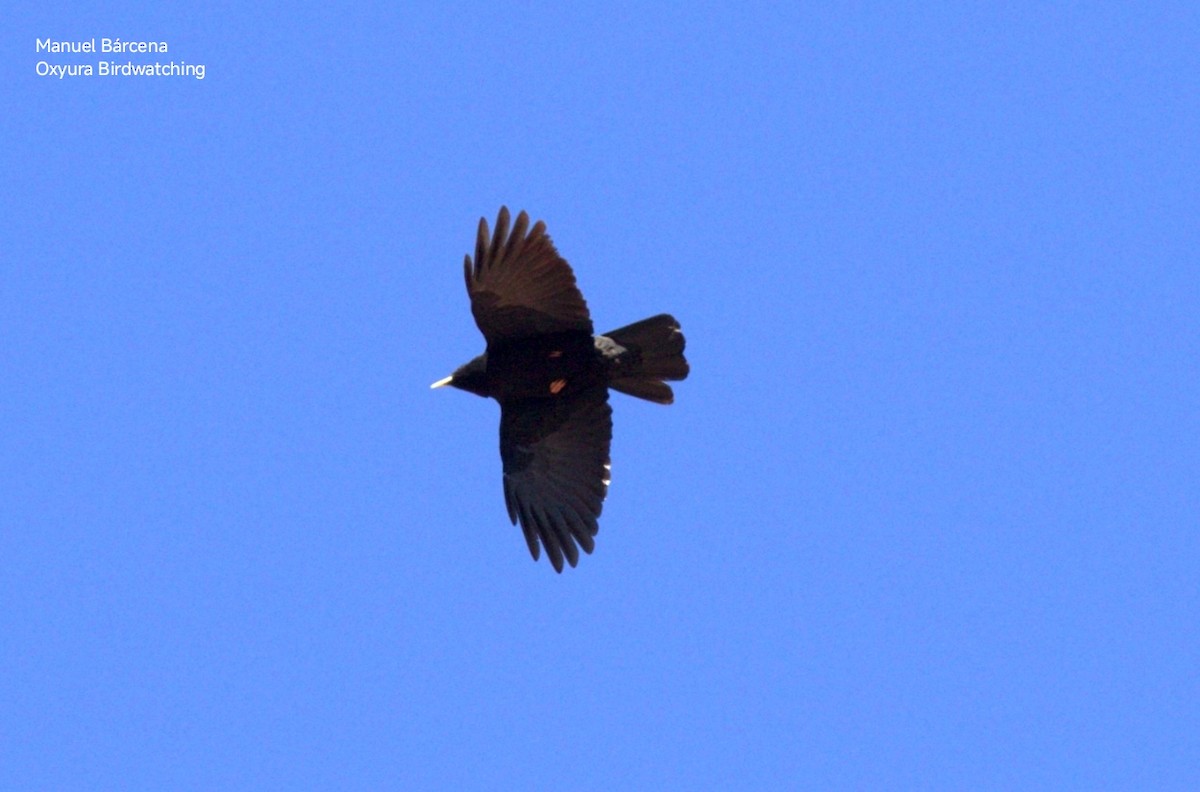 Yellow-billed Chough - ML646701212