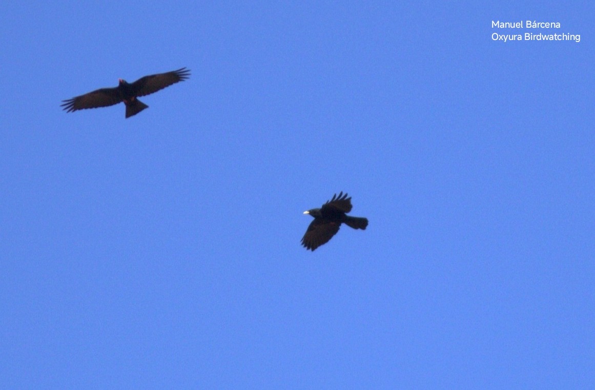 Yellow-billed Chough - ML646701213