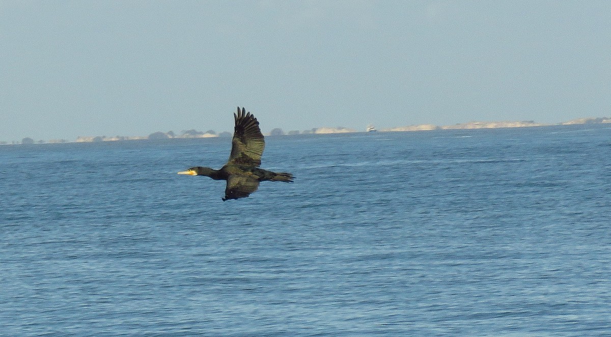 鸕鷀 - ML646701218