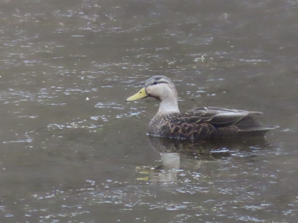 American Black Duck - ML646701229