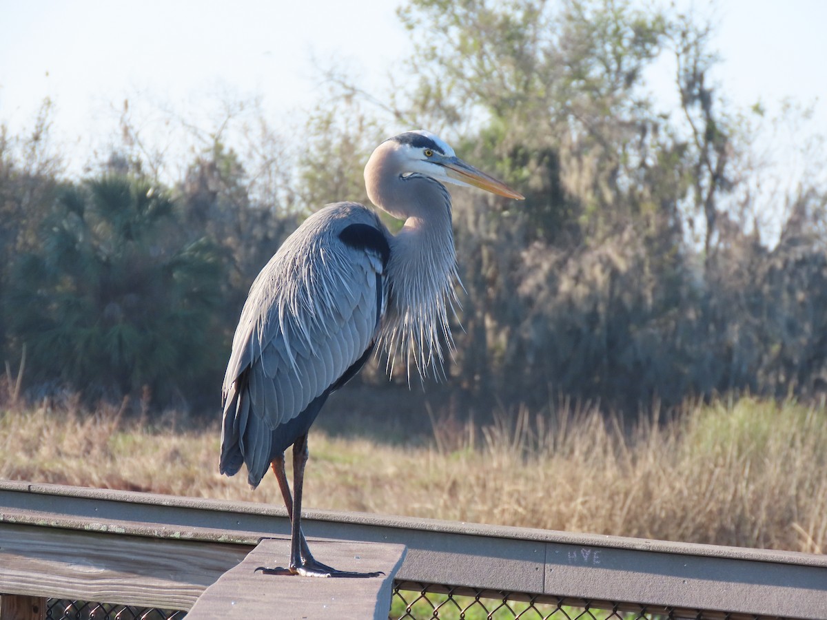 Kanadareiher - ML646701235