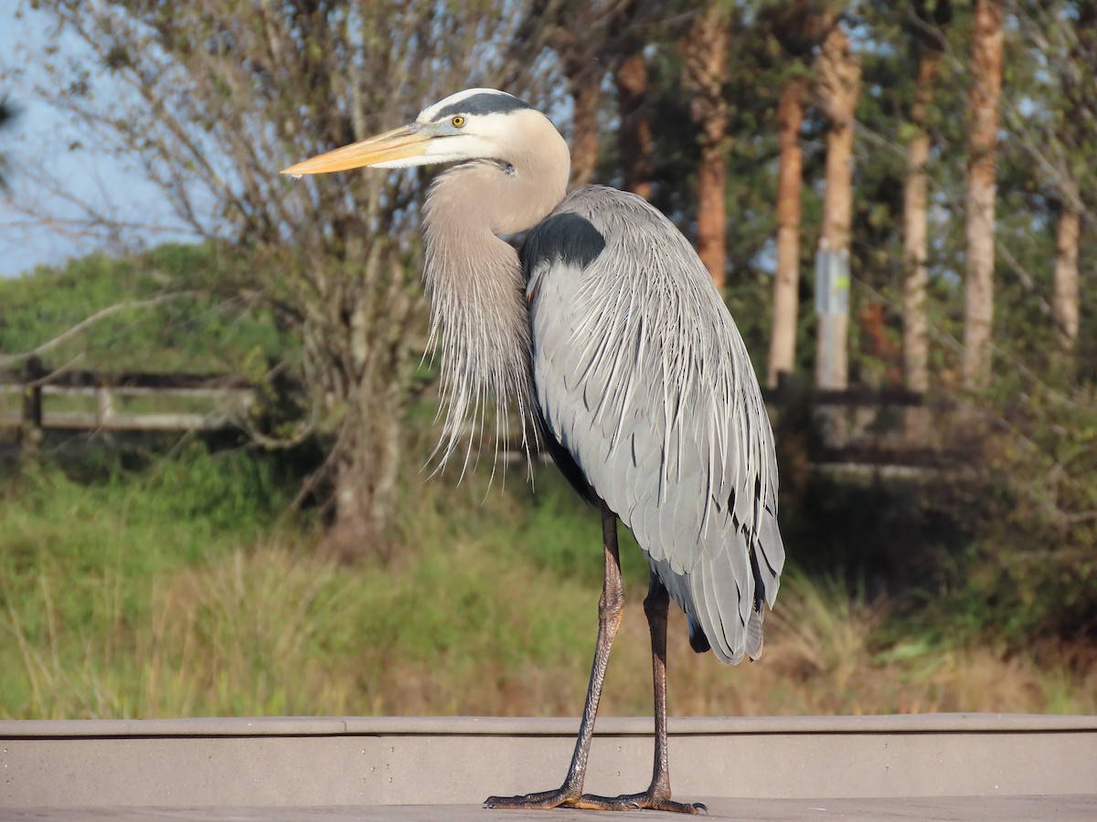 Kanadareiher - ML646701236