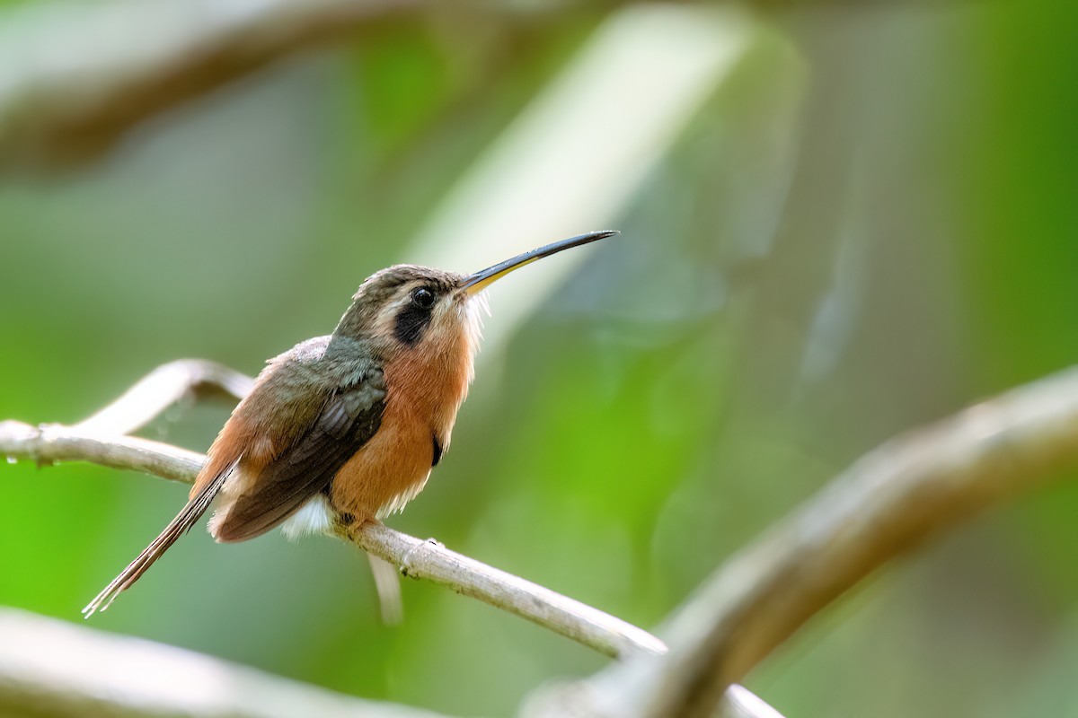 Reddish Hermit - ML646701239