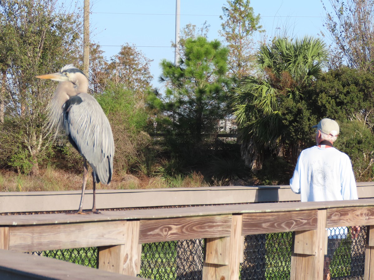 Kanadareiher - ML646701240