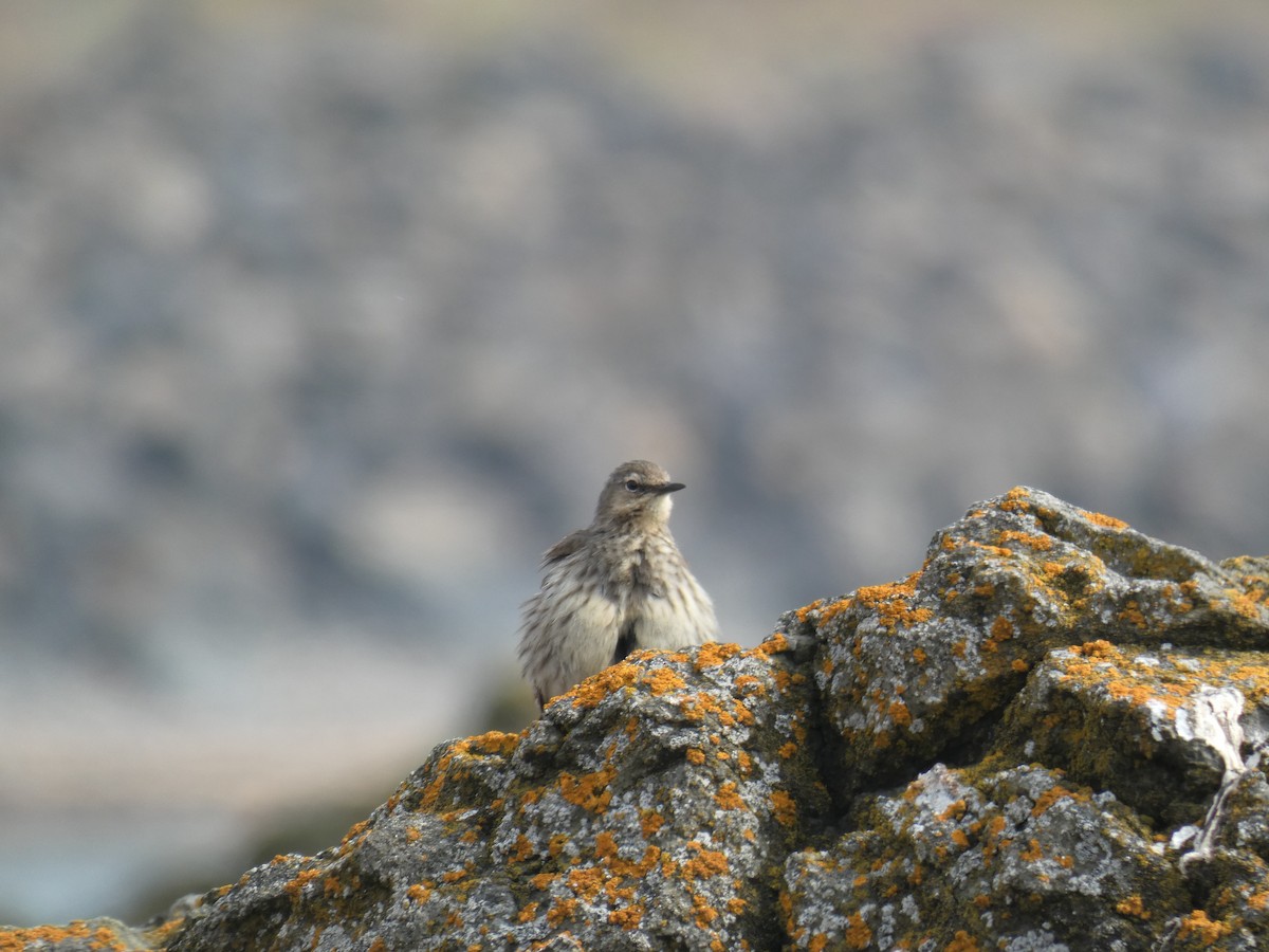 Rock Pipit - ML646701241