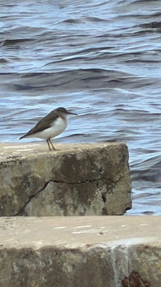 Spotted Sandpiper - ML646701243