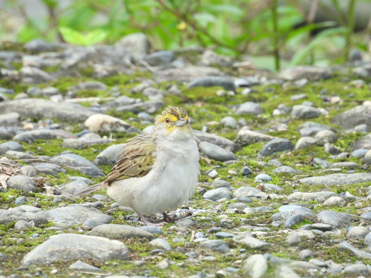 Yellow-browed Sparrow - ML646701245