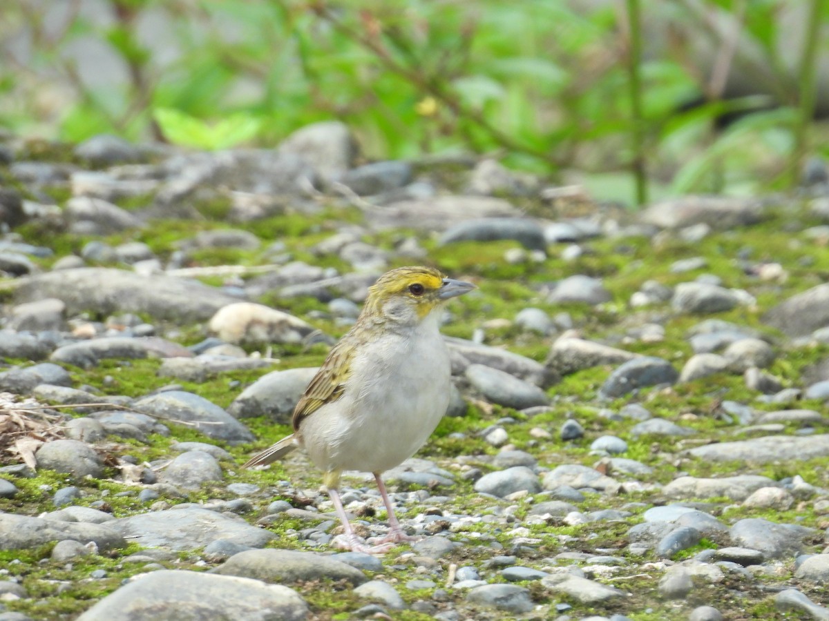 Yellow-browed Sparrow - ML646701246