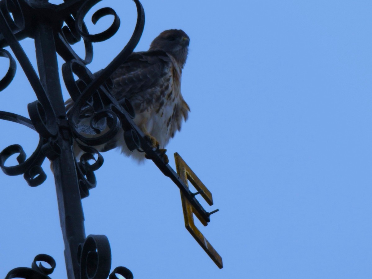 アカオノスリ - ML646701248