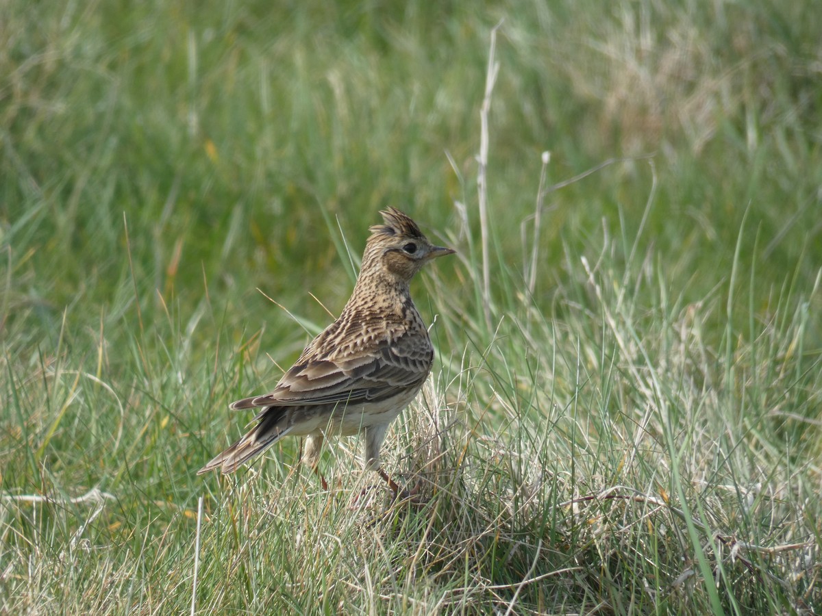 sanglerke - ML646701249