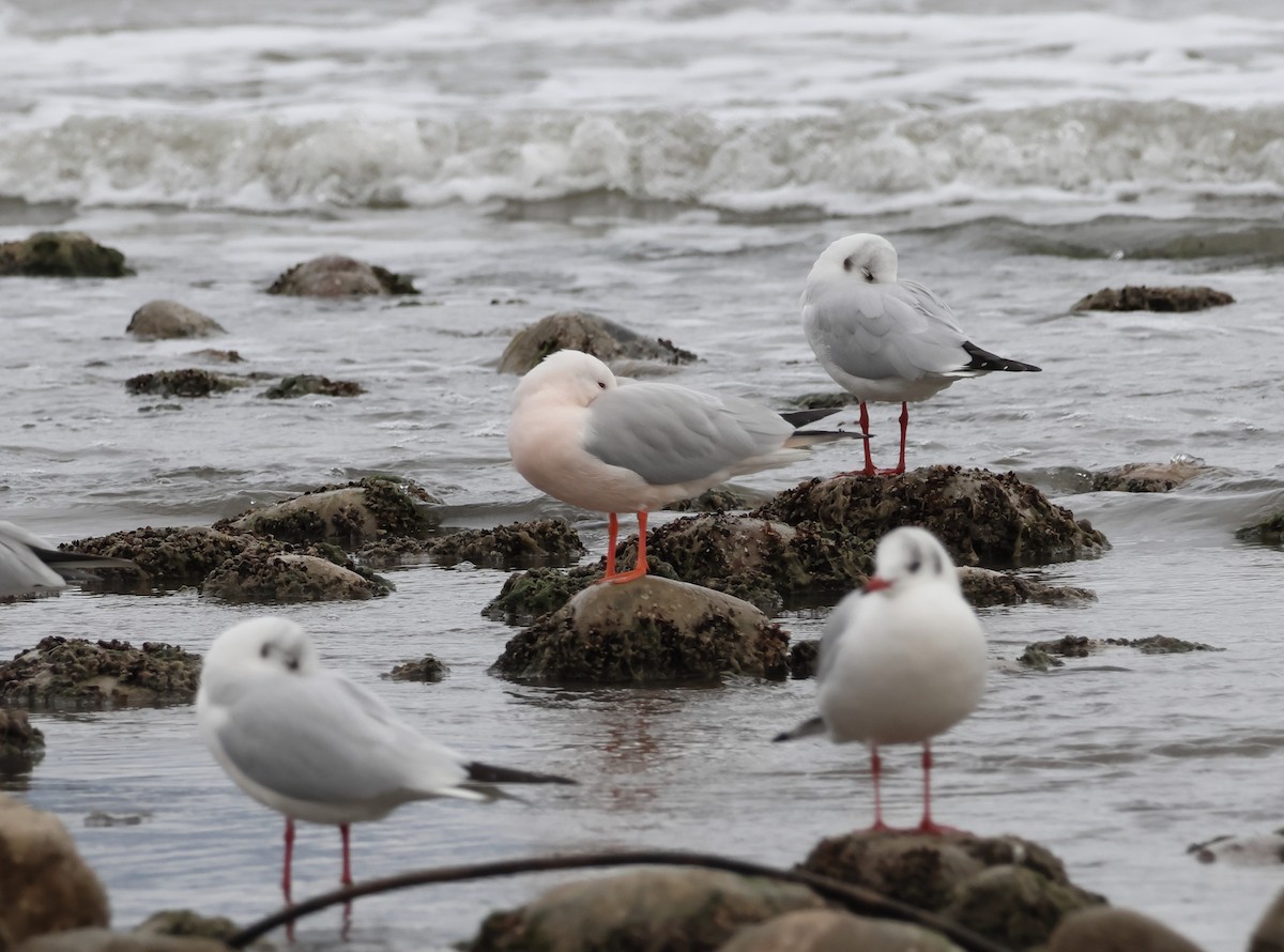 Antxeta mokozorrotza - ML646701260