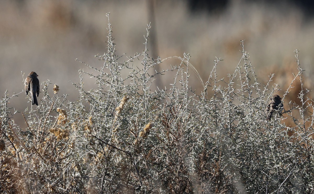 Klapperammer - ML646701261