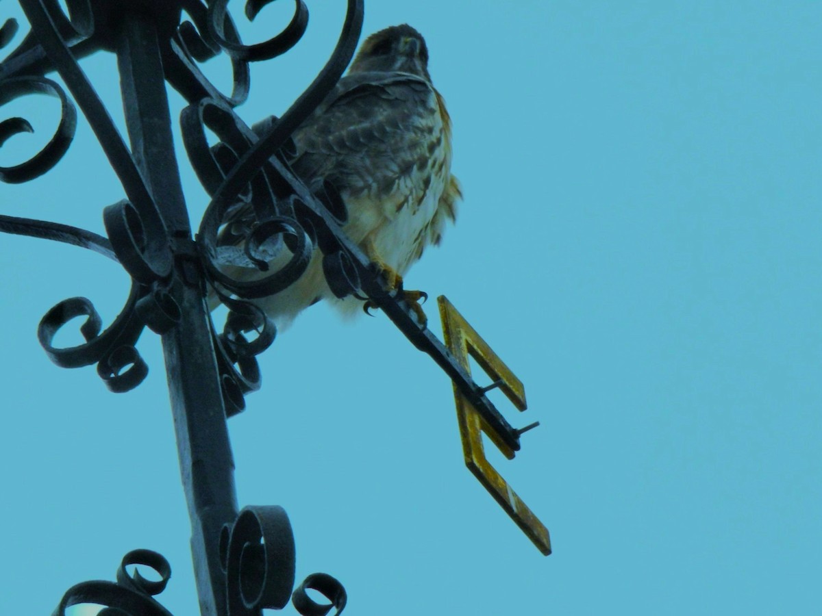 アカオノスリ - ML646701262