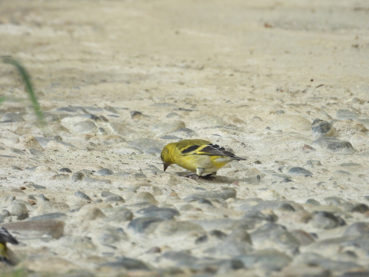 Olivaceous Siskin - ML646701264