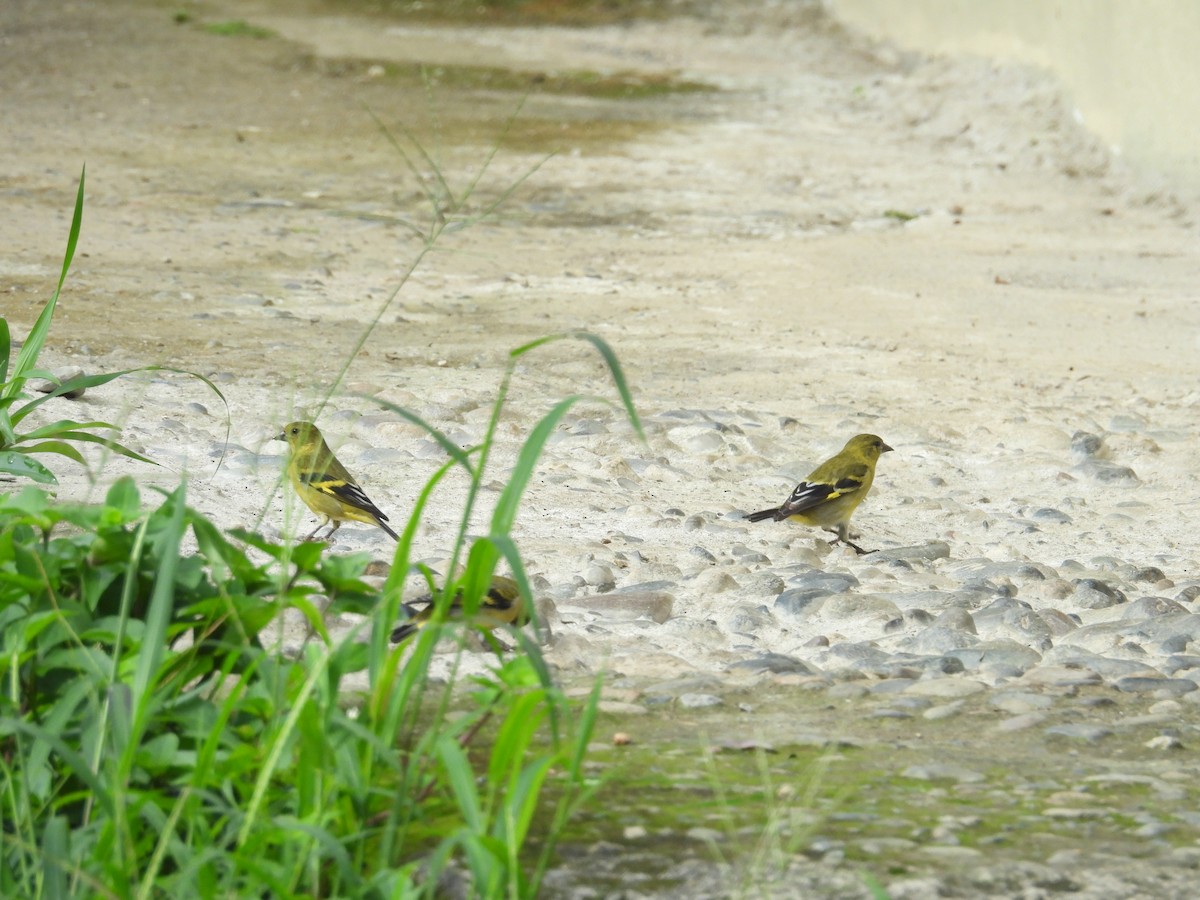 Olivaceous Siskin - ML646701265