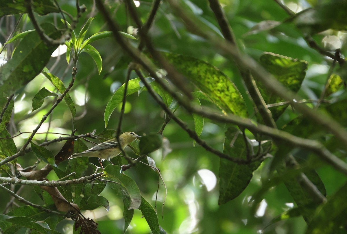 Bay-breasted Warbler - ML646701267